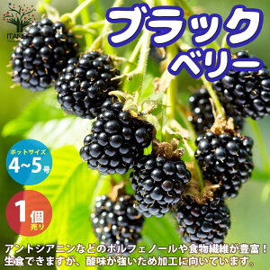 yzYx[̕c ubNx[ ʎ̕c 4`5 1 Yx[c Yx[̕c  ؂ ؃C`S LC`S raspberry rubus Yx[[teB[ K[fj