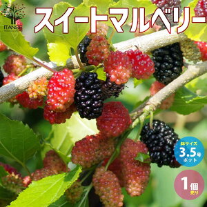 �y���������z�x���[�̕c�� �X�C�[�g�}���x���[ �ʎ��̕c 3.5�� 1���� �ʎ��c �ȒP�͔| �K�[�f�j���O ���H �ƒ�؉� ���n �Ԗ� �A�� ��� ���A�� �J�X�j�� �V�z�j�� �L�O�� �H�n�A�� ���_��