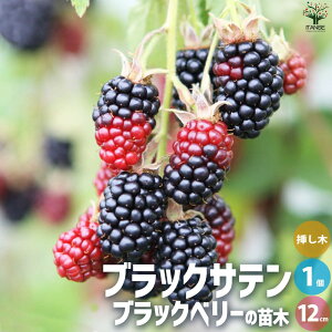 ySSԑSi10OFFzubNx[̕c ubNTe ʎ̕c 1N}ؕc12cm|bg 1 ʎ̕c ʎc ubNx[ c LC`S   [