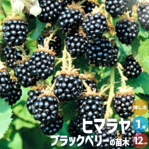 yzubNx[̕c q} ʎ̕c 1N}ؕc12cm|bg 1 ʎ̕c ʎc ubNx[ c LC`S   [