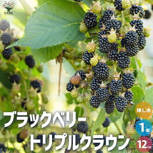 �y���������z�u���b�N�x���[�̕c�� �g���v���N���E�� �ʎ��̕c 1�N���}���ؕc12cm�|�b�g 1���� �ʎ��̕c�� �ʎ��c �u���b�N�x���[ �c�� �L�C�`�S ��� �������� ���[