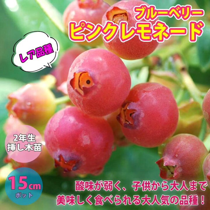 楽天市場 送料無料 ブルーベリー 苗木 ピンクレモネード 果樹苗 2年生 挿し木苗 15cmポット 1個 ぶるーべりー 大苗 自家結実性 植木 庭木 生垣 生け垣 垣根 目隠し シンボルツリー ベランダ 果樹園 挿木 植物販売のｉｔａｎｓｅ楽天市場店