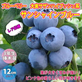 楽天市場 シンボルツリー 低木 ブルーベリーの通販