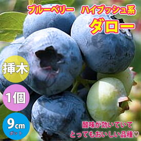 楽天市場 シンボルツリー 種類 植物 ブルーベリー の通販