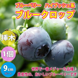 ySSԑSi10OFFzu[x[ c u[Nbv ʎc 9cm|bg }ؕc 1 nCubVn Ԃ[ׂ[ ƌ A  _ _ _ ډB V{c[ x_
