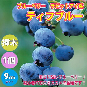 ブルーベリー 苗木の通販 価格比較 価格 Com