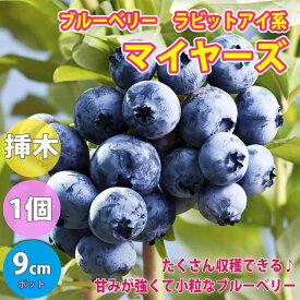 楽天市場 シンボルツリー 低木 ブルーベリーの通販