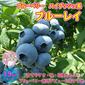楽天市場 ブルーベリー 苗 ハイブッシュの通販