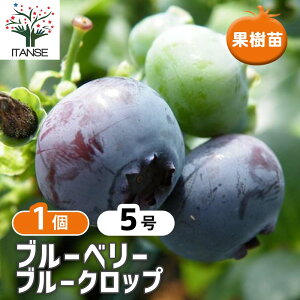 目隠し ツリー 苗の人気商品 通販 価格比較 価格 Com