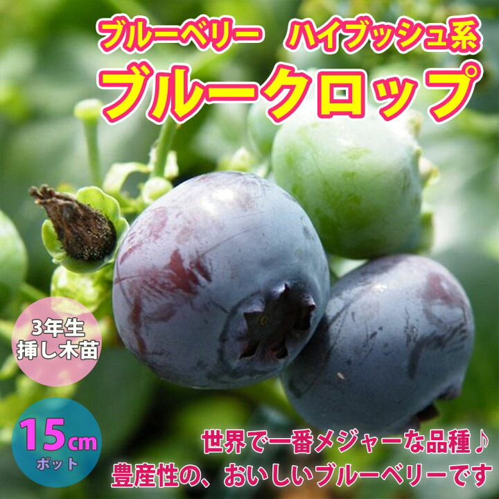 楽天市場 送料無料 ブルーベリー 苗木 ブルークロップ 果樹苗 3年生 挿し木苗 15cmポット 1個 ハイブッシュ系 ぶるーべりー 大苗 自家結実性 植木 庭木 生垣 垣根 目隠し シンボルツリー ベランダ 果樹園 挿木 植物販売のｉｔａｎｓｅ楽天市場店
