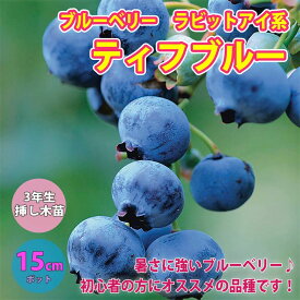 楽天市場 大粒ブルーベリー苗の通販