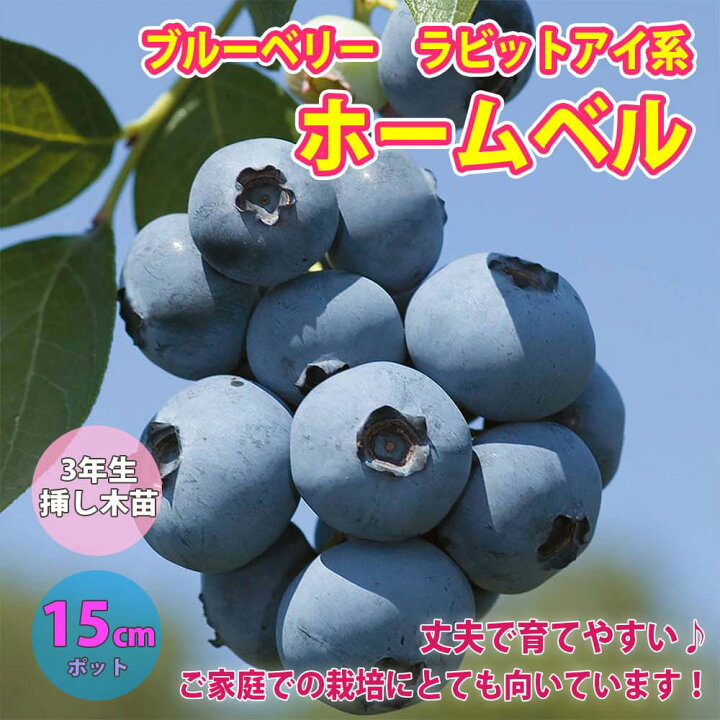 楽天市場 送料無料 ブルーベリー 苗木 ホームベル 果樹苗 3年生 挿し木苗 15cmポット 1個 ラビットアイ系 ぶるーべりー 大苗 自家結実性 植木 庭木 生垣 生け垣 垣根 目隠し シンボルツリー ベランダ 果樹園 挿木 植物販売のｉｔａｎｓｅ楽天市場店