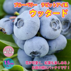 楽天市場 シンボルツリー 低木 ブルーベリーの通販