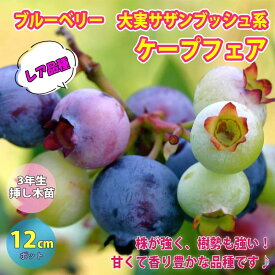 楽天市場 ブルーベリー 庭木の通販