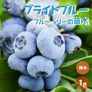 y}\ԁPAbvzu[x[̕c rbgACn"uCgu[" ʎ̕c 1`2N}ؕc5|bg 1 Ԃ[ׂ[ blue berry Mtg V{c[  v[