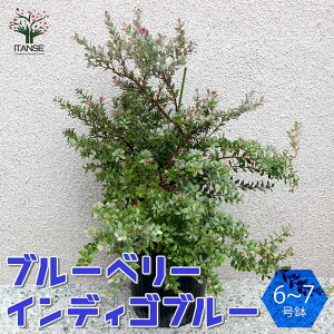 ySSԑSi10OFFzu[x[̕c CfBSu[ ʎ̕c 6`7|bg 1 u[x[c Ԃ[ׂ[ blue berry ȒP͔| Mtg V{c[  v[g Ԗ 