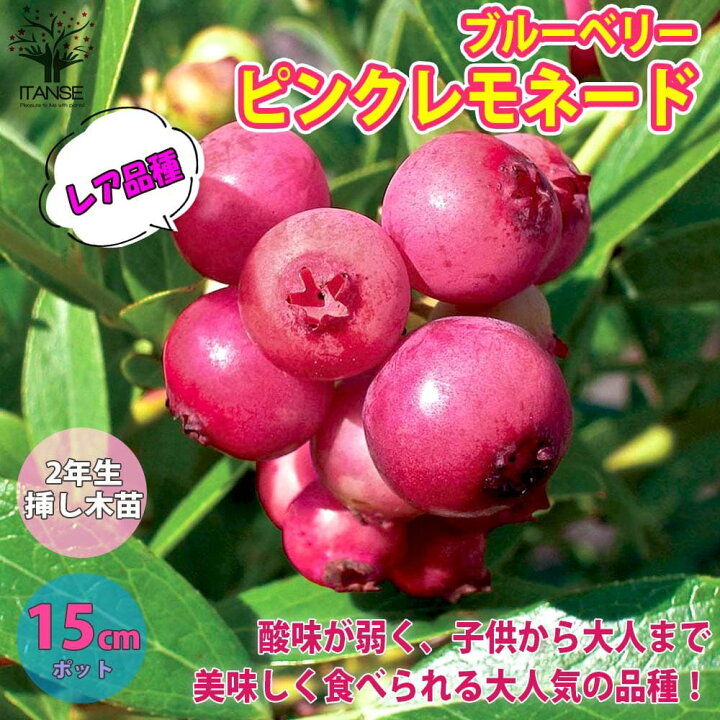 楽天市場 送料無料 ピンクレモネード ブルーベリー 果樹の苗木 5号プラスチック鉢 2年生 挿木苗 1個売り ブルーベリー苗木 ぶるーべりー Blue Berry 簡単栽培 ガーデニング ギフト シンボルツリー 贈答 プレゼント 花木 植木 シンボルツリー庭園果樹 植物販売の