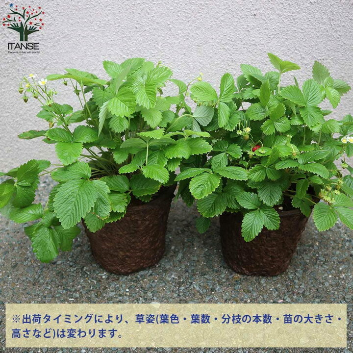 楽天市場 送料無料 赤実の大苗 ワイルドストロベリーの苗 果樹の苗木 7号エコポット 1個売り ワイルドストロベリー 野イチゴ 赤実 ポット苗 縁結び 寄せ植え シキナリイチゴ 家庭菜園 植物販売のｉｔａｎｓｅ楽天市場店