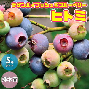 yzTUnCubVn"qg~" u[x[̕c ʎ̕c 5 1 u[x[c Ԃ[ׂ[ blue berry Mtg V{c[  v[g Ԗ A V{