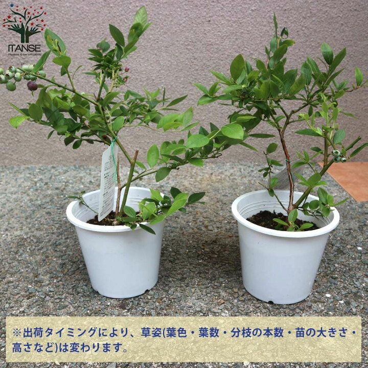 楽天市場 送料無料 サザンハイブッシュ系 ヒトミ ブルーベリーの苗木 果樹の苗木 5号鉢 1個売り ブルーベリー苗木 ぶるーべりー Blue Berry ガーデニング ギフト シンボルツリー 贈答 プレゼント 花木 植木 シンボルツリー庭園果樹 植物販売のｉｔａｎｓｅ楽天