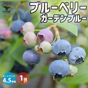 yzu[x[̕c؃rbgACn"K[fu[" ʎ̕c 2N}ؕc4.5|bgc 1 Ԃ[ׂ[ blue berry K[fjO Mtg V{c[  v[