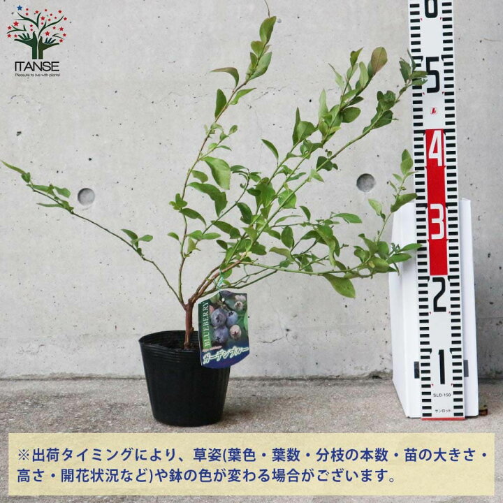 ブルーベリー ウッタ ド 苗 庭木 植木 高さ0 5ｍ 18ｃｍポット苗