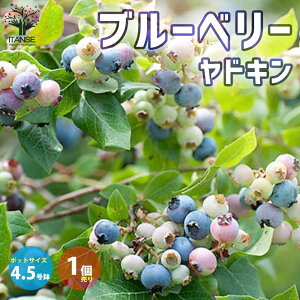 y}\ԁPAbvzu[x[̕c؃rbgACn"hL" ʎ̕c 2N}ؕc4.5|bgc 1 Ԃ[ׂ[ blue berry K[fjO Mtg V{c[  v