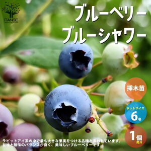 yzu[x[̕c؃u[V[ ʎ̕c 2N}ؕc 6 1 u[x[c Ԃ[ׂ[ blue berry K[fjO Mtg V{c[  v[g 