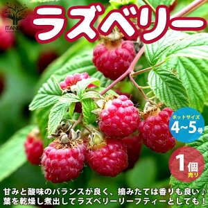 yzYx[̕c Yx[ ʎ̕c 4`5 1 Yx[c Yx[̕c  ؂ ؃C`S LC`S raspberry rubus Yx[[teB[ K[fjO 