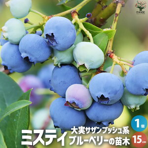 ySSԑSi10OFFzu[x[ ~XeB[ ʎ̕c }ؕc15cm|bg 1 ʎ ʎc ʎ̕c t[c ʕ u[x[ Vaccinium blue x[  [