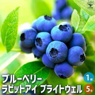 【送料無料】ブルーベリー ラビッドアイ系 ブライトウェル 果樹の苗木 5号ポット 果樹 果樹苗 果樹の苗 …