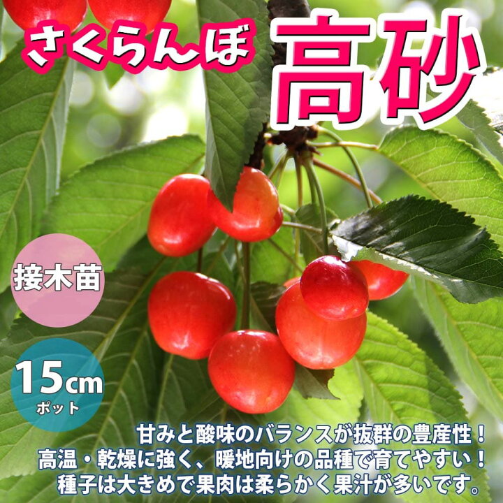 楽天市場 送料無料 さくらんぼの苗木 高砂 果樹苗 2年生 接木苗15cmポット 1個 さくらんぼ苗 さくらんぼの苗 サクランボ苗 サクランボの苗木 チェリーの苗 桜桃 庭植え 花木 植木 庭木 鉢植え 生け垣 シンボルツリー 記念樹 路地植え 販売店 通販 植物販売の