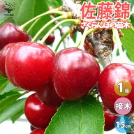 【送料無料】さくらんぼの苗木 佐藤錦 果樹苗 接木苗15cmポット 1個 さくらんぼ苗 さくらんぼの苗 サクラ…