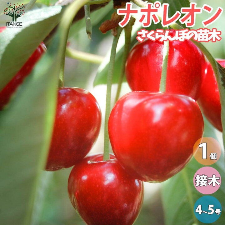 楽天市場 送料無料 さくらんぼの苗木 ナポレオン 果樹苗 2年生 接木苗4 5号ポット 1個 さくらんぼ苗 さくらんぼの苗 サクランボ苗 サクランボの苗木 チェリーの苗 桜桃 庭植え 花木 植木 庭木 鉢植え 生け垣 シンボルツリー 記念樹 路地植え 販売店 通販 植物