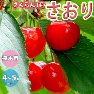 y}\ԁPAbvz ڂ̕c ʎ̕c 12`15cm|bg 1N ږؕc 1 ڕc ڂ̕c TN{c TN{̕c `F[̕c _ V
