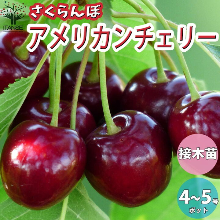 楽天市場 送料無料 アメリカンチェリー さくらんぼの苗木 果樹の苗木 12 15cmポット 1年生 接木苗 1個売り さくらんぼ苗 さくらんぼの苗 サクランボ苗 サクランボの苗木 チェリーの苗 生け垣 シンボルツリー 記念樹 植物販売のｉｔａｎｓｅ楽天市場店