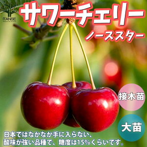 ySSԑSi10OFFzm[XX^[ T[`F[̕c ʎ̕c 4.5 ږؕc 1 T[`F[c eI[c Vbe[c m[XX^[c `F[c `F[̕c