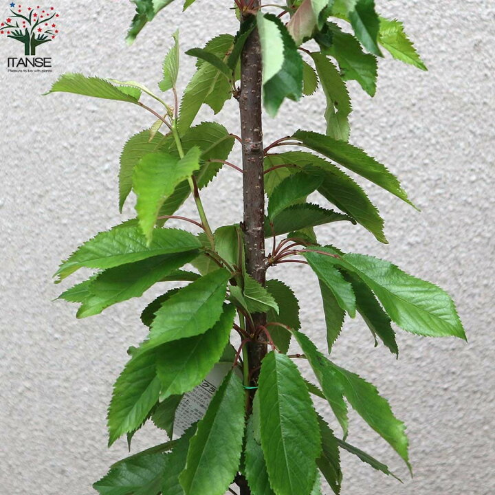 楽天市場】【送料無料】紅秀峰 さくらんぼの苗木【果樹の苗木 12〜15cm 接木苗/1個売り】さくらんぼ苗 さくらんぼの苗 サクランボ苗 サクランボの 苗木 チェリーの苗 生け垣 シンボルツリー 記念樹 : 植物販売のITANSE楽天市場店 楽天市場】【送料無料】紅秀峰 さくらんぼの苗木【果樹の苗木 12〜15cm 接木苗/1個売り】さくらんぼ苗 さくらんぼの苗 サクランボ苗 サクランボの 苗木 チェリーの苗 生け垣 シンボルツリー 記念樹 : 植物販売のITANSE楽天市場店