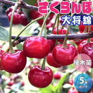 【送料無料】大将錦 さくらんぼの苗 果樹の苗木 15cmポット 接木苗 1個売り さくらんぼ苗 さくらんぼの苗…