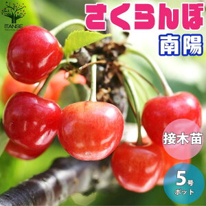 yzz ( Ȃ悤 ) ڂ̕c ʎ̕c 15cm|bg 1`2N ږؕc 1 ڕc ڂ̕c TN{c TN{̕c `F[̕c `F[c  
