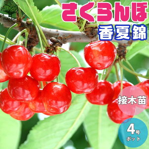 yzċ ( ɂ ) ڂ̕c ʎ̕c 12cm|bg 1`2N ږؕc 1 ڕc ڂ̕c TN{c TN{̕c `F[̕c `F[c 