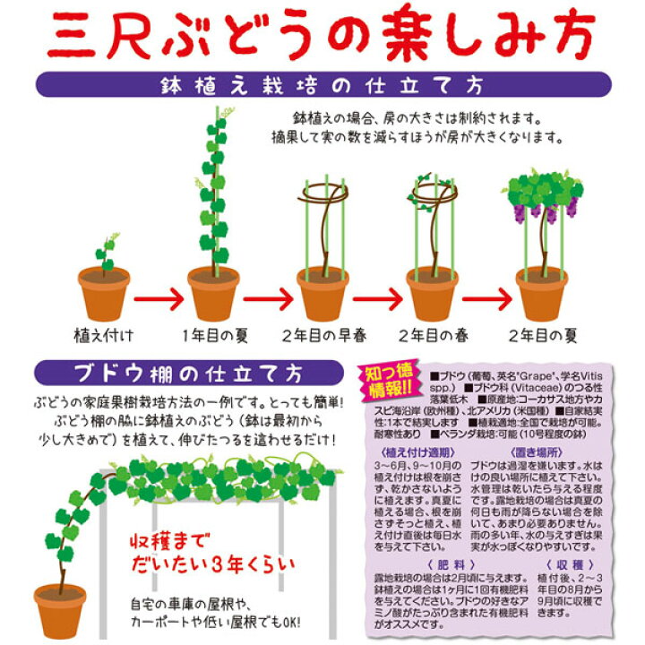 楽天市場 送料無料 紅三尺ぶどう 果樹苗 10 5cmポット挿し木苗 2個セット 巨大房ぶどう 欧州種系 ブドウ苗 苗木 耐寒性 葡萄 自家結実性 育てやすい 鑑賞用 初心者 甘い 農園 農場 挿木 人気 品種 フルーツ 植物販売のｉｔａｎｓｅ楽天市場店