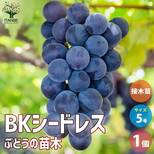 ySSԑSi10OFFzԂǂ̕c BKV[hX ږؕc ʎ̕c 5 Ԃǂc uhEc c Ԃǂ̕c ʎc ʎ ʕ  ͔| K[fjO ƒ؉ _ L@͔| 