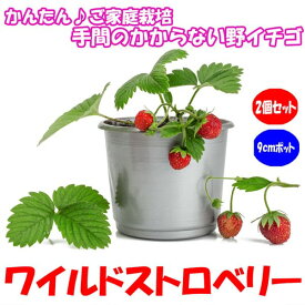 【送料無料】ワイルドストロベリー 赤実【野菜苗 9cmポット/2個セット】いちご苗 イチゴ苗 苺苗 ストロベリー ガーデング いちご狩り 農場 農園 ベランダ 庭園 多収穫 四季なり 果実 フルーツ 果樹苗 プレゼント