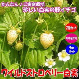楽天市場 いちご 苗 収穫時期春 の通販