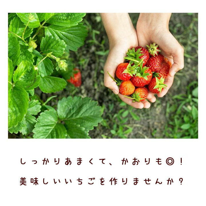 楽天市場 楽天お買い物マラソン Offクーポン対象 すずなりいちご 野菜苗 9cmポット 3個セット 肥料 いちご苗 イチゴ苗 苺苗 ストロベリー ガーデニング 家庭菜園 農場 農園 露地 ベランダ 多収穫 果樹苗 苗販売店 送料無料 お買い得 植物販売のｉｔａｎｓｅ