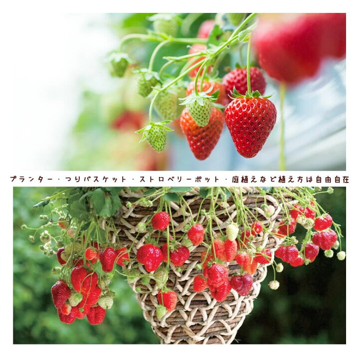 楽天市場 送料無料 すずなりいちご 野菜苗 9cmポット 3個セット 肥料 いちご苗 イチゴ苗 苺苗 ストロベリー いちご狩り ガーデング 家庭菜園 農場 農園 露地 ベランダ 多収穫 果樹苗 プレゼント ギフト 苗販売店 送料無料 お買い得 植物販売のｉｔａｎｓｅ楽天市場店