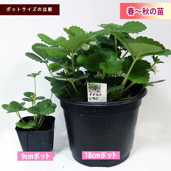 楽天市場 送料無料 すずなりいちご 野菜苗 9cmポット 3個セット 肥料 いちご苗 イチゴ苗 苺苗 ストロベリー いちご狩り ガーデング 家庭菜園 農場 農園 露地 ベランダ 多収穫 果樹苗 プレゼント ギフト 苗販売店 送料無料 お買い得 植物販売のｉｔａｎｓｅ楽天市場店