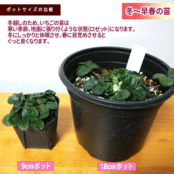 楽天市場 送料無料 すずなりいちご 野菜苗 9cmポット 2個セット いちご苗 イチゴ苗 苺苗 ストロベリー いちご狩り ガーデング 家庭菜園 農場 農園 露地 ベランダ 多収穫 果樹苗 プレゼント ギフト 苗販売店 送料無料 お買い得 植物販売のｉｔａｎｓｅ楽天市場店