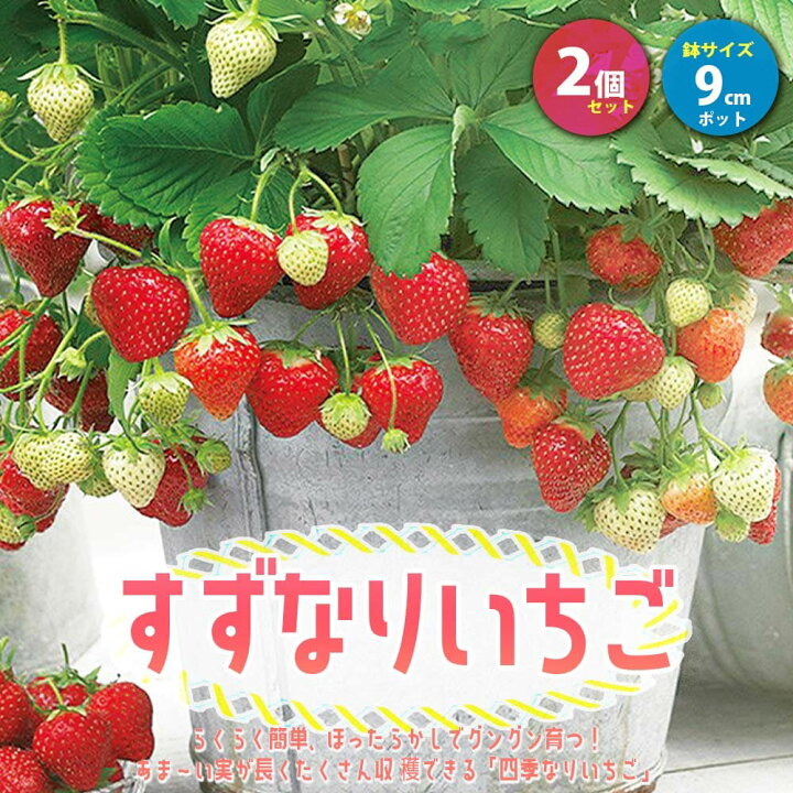 楽天市場 楽天お買い物マラソン Offクーポン対象 すずなりいちご 野菜苗 9cmポット 2個セット いちご苗 イチゴ苗 苺苗 ストロベリー ガーデニング 家庭菜園 農場 農園 露地 ベランダ 多収穫 果樹苗 苗販売店 送料無料 お買い得 植物販売のｉｔａｎｓｅ楽天市場店